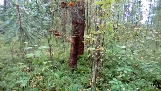 #Прогулка в лес смотреть онлайн