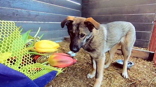 Как собаки реагируют на букет цветов | Фонд Умка смотреть онлайн