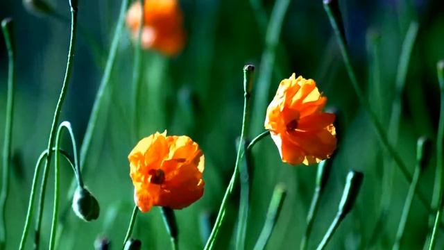 КОЛЛАЖ 3 ЦВЕТЫ смотреть онлайн