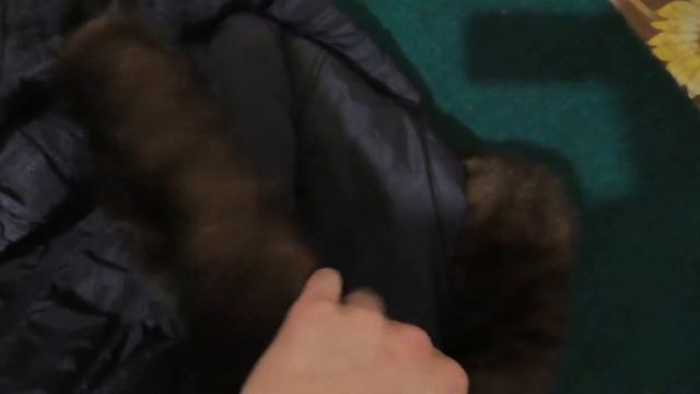 норка на капюшон смотреть онлайн