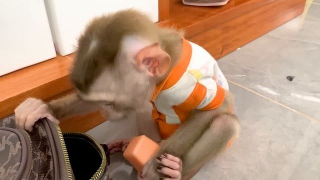 Monkey Puka took the blame for taking things from Mom's backpack смотреть онлайн