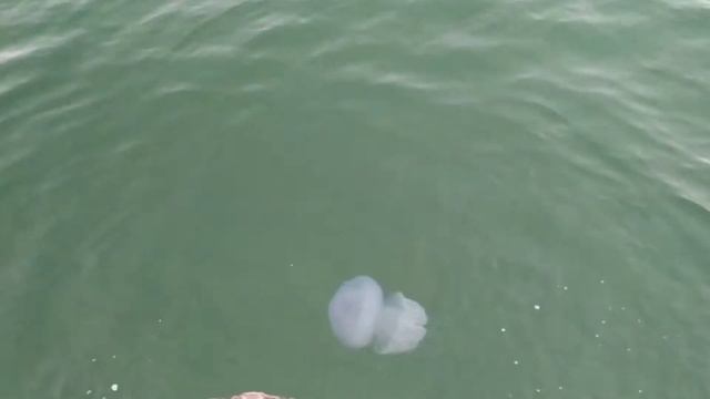 Нашествие медуз-корнеротов..) смотреть онлайн