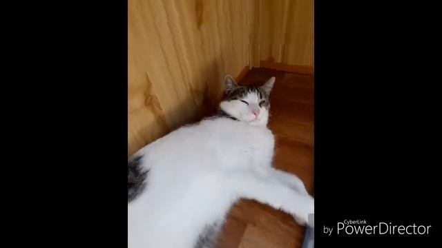 Мой кот Джонси (полное имя Джон Сильвер) смотреть онлайн