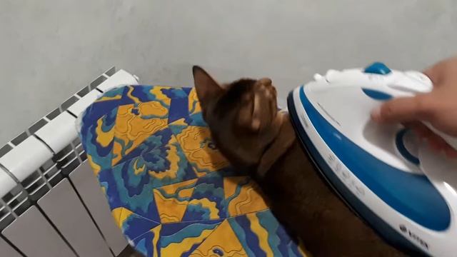 Гладим кота смотреть онлайн