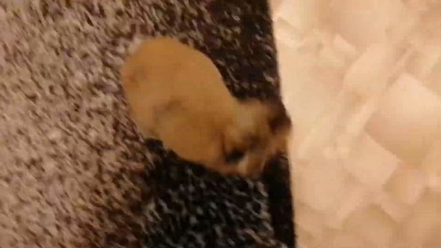 Как дрессировать кролика? Команды "стоять" и "кружись" смотреть онлайн