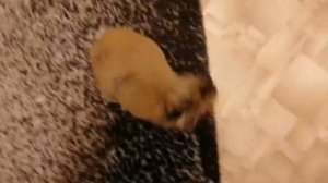 Как дрессировать кролика? Команды "стоять" и "кружись"