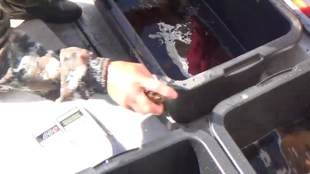 Трепанг выращивают инновационным методом