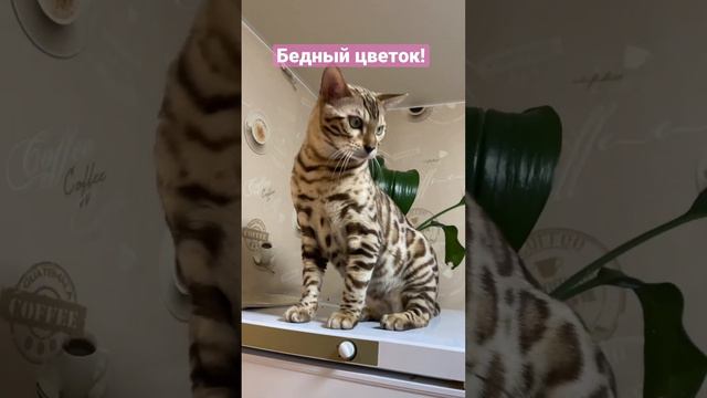Бенгальский кот и цветок