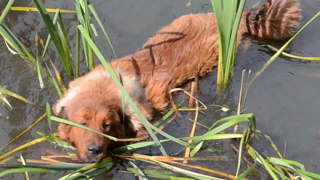 Nympha - щенок тибетского мастифа девочка (GrandBIS) смотреть онлайн