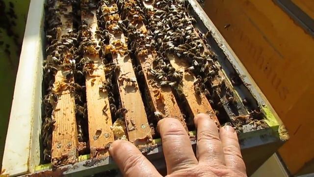 улей с корпусом Нижегородец на рамку Дадан - ставлю второй корпус при расширении в апреле смотреть онлайн