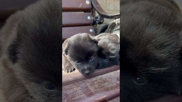 щенки шипперке #schipperke #собака #dog #шипперке #схипперке #puppy #щенки смотреть онлайн