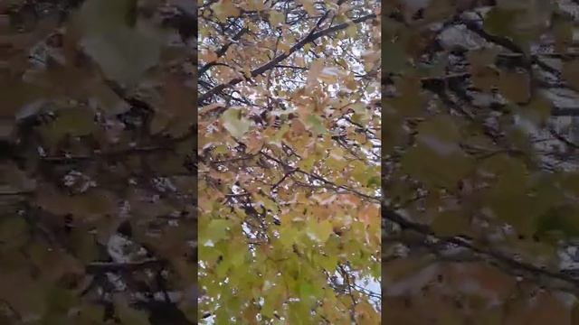 ПРОЩАЛЬНЫЙ ??ПОЦЕЛУЙ после жаркого лета,поцелуй  ОСЕНИ ❄️❄️❄️❄️❄️❄️