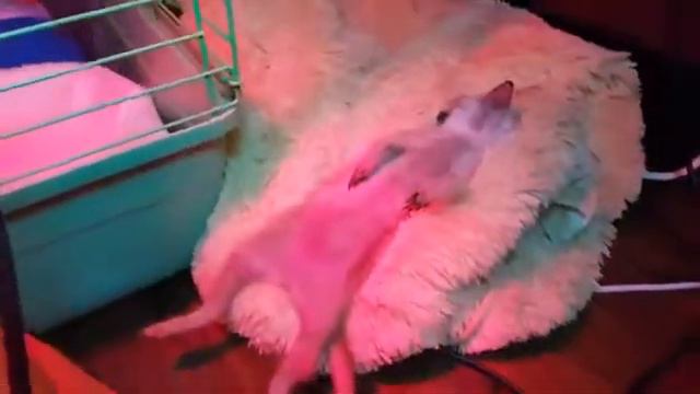 Няха сурикат Тимка с канала смотреть онлайн