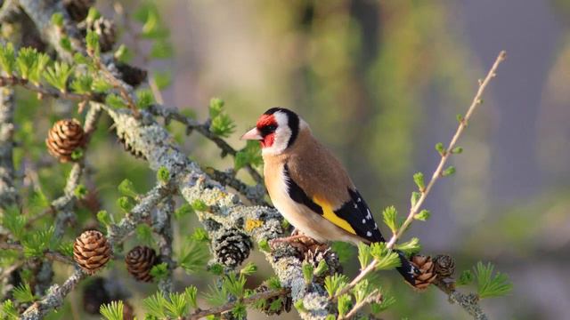 Красивое пение щегла. Singing Goldfinch. آواز خواندن فنچ #goldfinch #щегол Cardellino Chì Canta