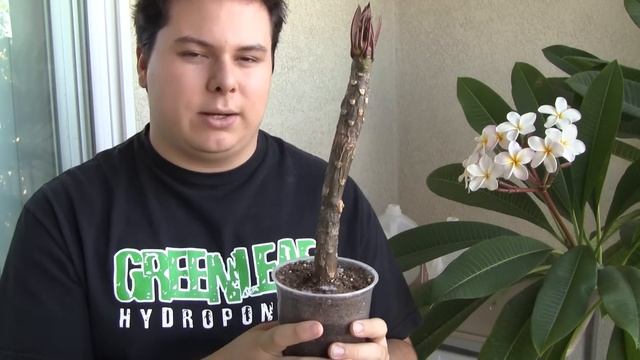 My Plumeria Secret смотреть онлайн