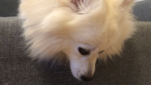 Что можно есть СИРИЙСКИМ хомячкам кроме корма. Animals Pets смотреть онлайн