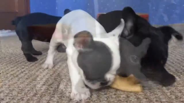 Отзыв GLS Invest