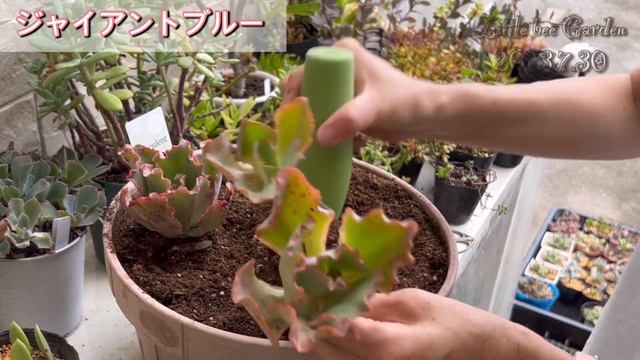 【多肉植物】ベランダで多肉がカリカリに💦【ガーデニング】 смотреть онлайн