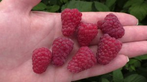 Бенефис, поздний сорт летней малины