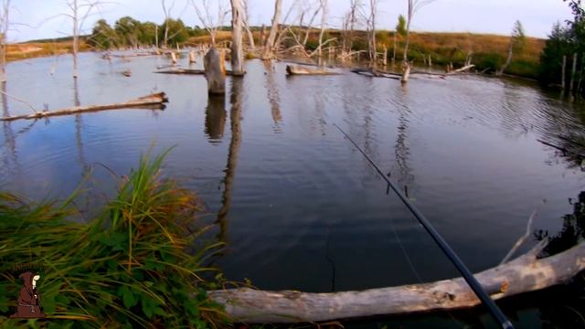 Нашли дикий пруд в полях и решили там порыбачить. Рыбалка на карася смотреть онлайн