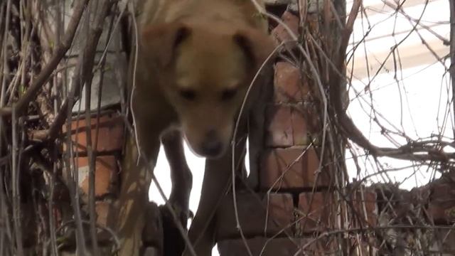 Шаровский парк смотреть онлайн