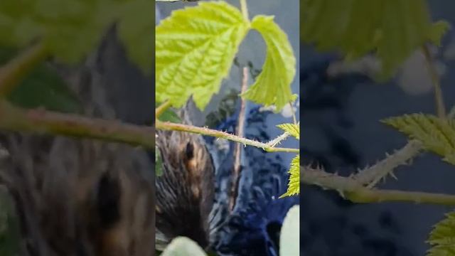 Рыбаки ловили рыбу, а поймали выдру. Рыбалка в Словении, на арбуз летом.