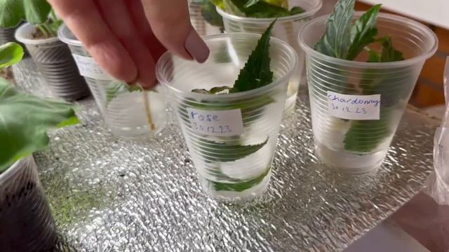 Где я покупаю семена петунии.  Приехали три посылки за три дня.