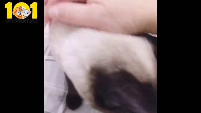 ТАЙСКИЙ БОБТЕЙЛ смотреть онлайн