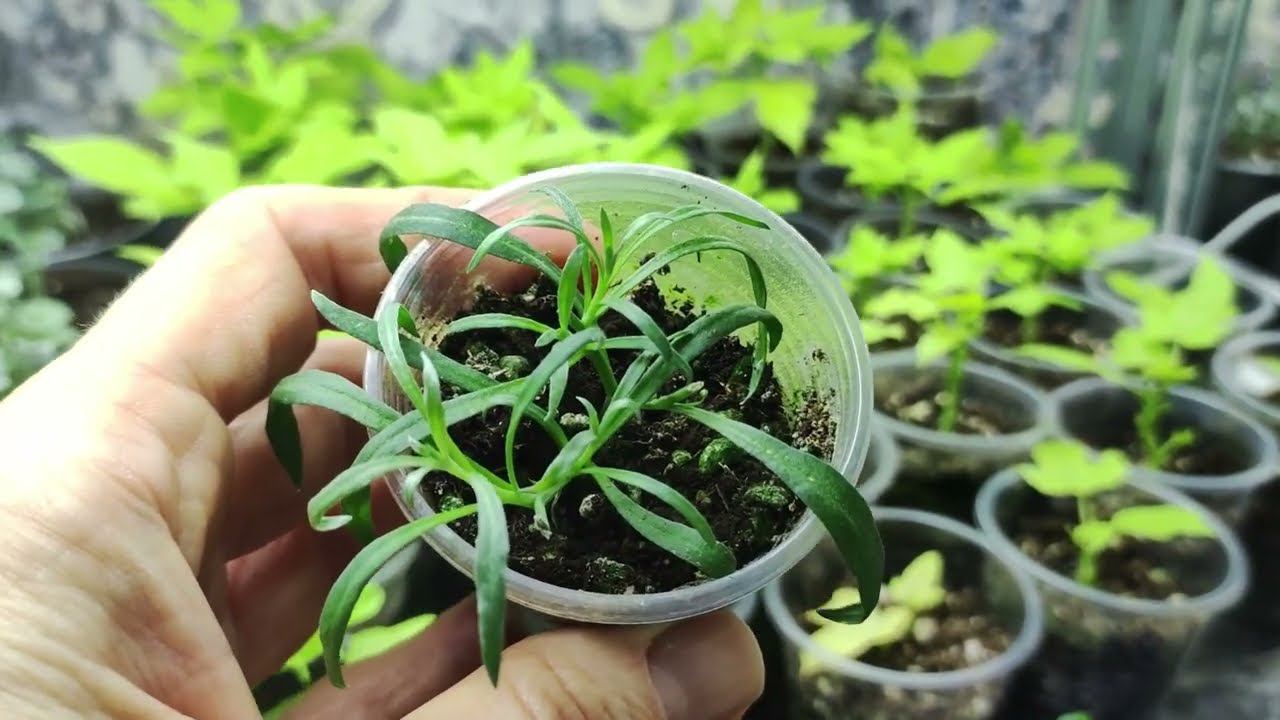 Почему пропадают черенки после пересадки? 2 главные ошибки. Что мы делаем неправильно в уходе . смотреть онлайн