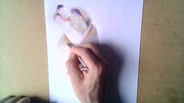Щенок бигля / Рисунок цветными карандашами смотреть онлайн
