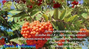 ТОП-7  самых СЛАДКИХ СОРТОВ РЯБИНЫ.