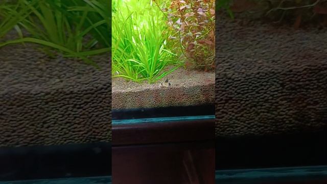 коридорас панда малыш в общем аквариуме на 500 литров смотреть онлайн