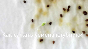 Как сажать семена клубники, земляники. Сажаем семена клубники,земляники