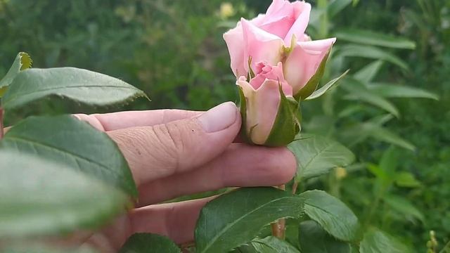 Роза You are beautiful смотреть онлайн