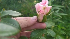 Роза You are beautiful