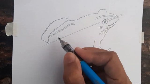 Frog diagram drawing Biology смотреть онлайн