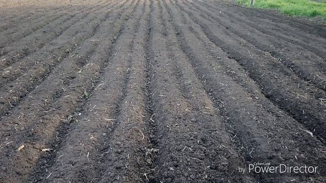 Весна, культивирую огород, сажаем картофель ? смотреть онлайн