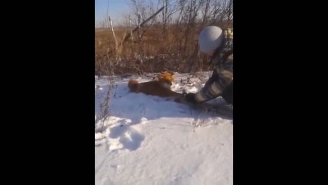 Люди пришли на помощь животным. Очень добрые поступки людей! смотреть онлайн