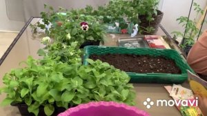 Посадка цинии на рассаду