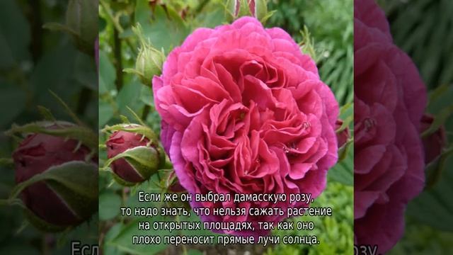 Дамасская роза смотреть онлайн