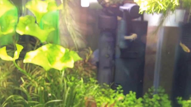 Aquael Shrimp Set 10 литров смотреть онлайн