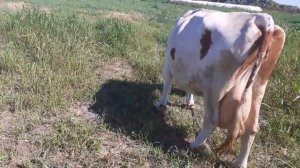 210809 103039     Картошка и коровы, кормить или нет?