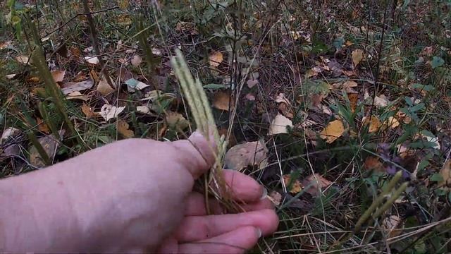 Лекарственные травы. Плаун булавовидный. смотреть онлайн