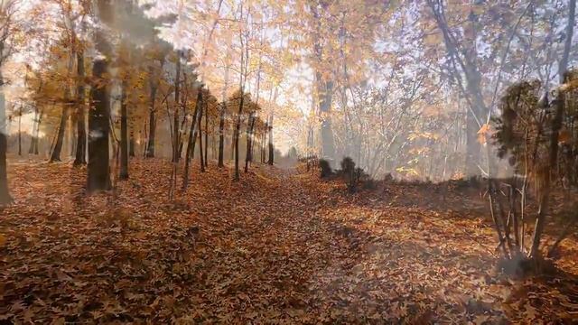 Музыка для сна, Умиротворяющая Музыка, Снятие стресса, Засыпать, Фоновая Музыка смотреть онлайн