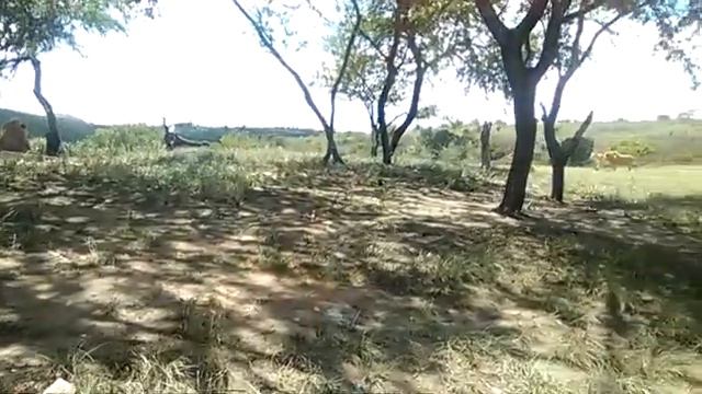 Львиный прайд, ЮАР смотреть онлайн