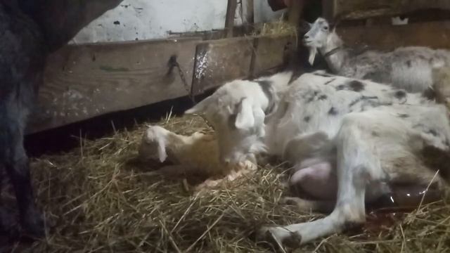 Окотилася коза Люся. Від неї я стількох не чекала. Я аж розгубилася. смотреть онлайн