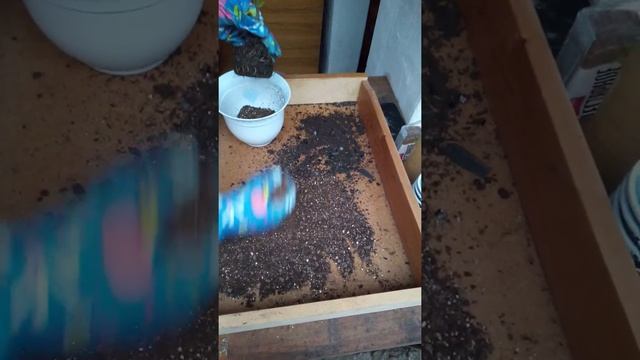 Пересадка мандарина из косточки в домашних условиях смотреть онлайн