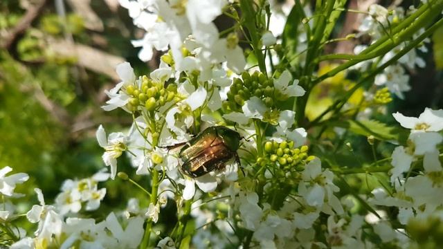 Kruszczyca złotawka - Cetonia aurata [4K] смотреть онлайн