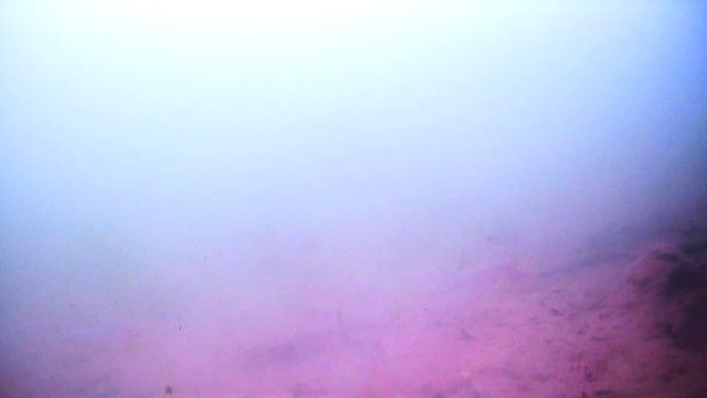 Крупный окунь Голицыно Fish