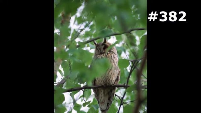 #382. Птицы (В мире животных) смотреть онлайн